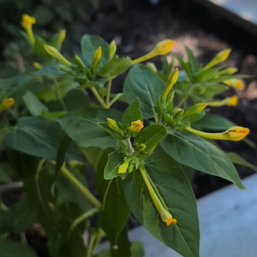Photo of the plant species Marvel of Peru by @KeySmallleaf91 named Dolores on Greg, the plant care app