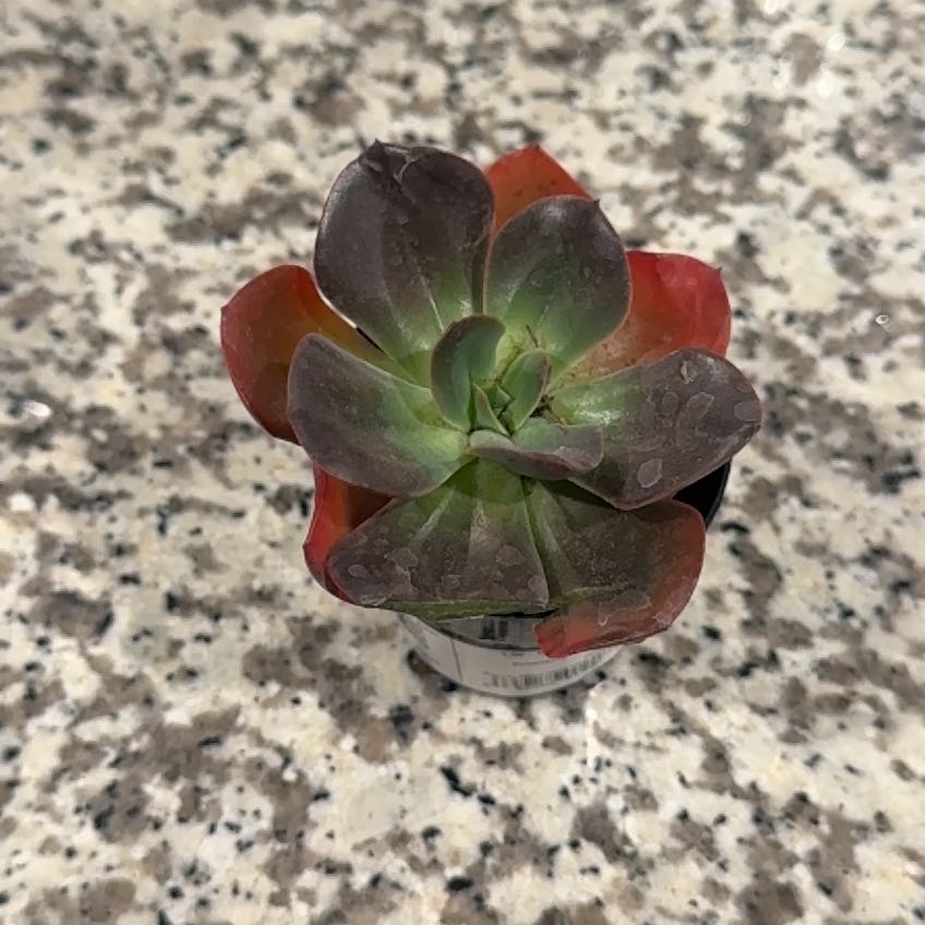 Photo of the plant species Echeveria 'Eliza' by @RadLionstail63 named Cleopatra on Greg, the plant care app