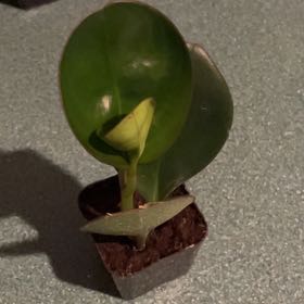 Photo of the plant species Gullfeed by @DurableOricad34 named Morgan Treeman on Greg, the plant care app