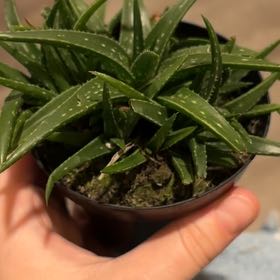 Photo of the plant species Aloe descoingsii var. descoingsii by @ChiefBanana53 named Beyonce on Greg, the plant care app