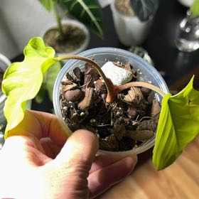 Photo of the plant species Adelonema ‘Red Velvet’ by @BentonBorage96 named Harmony on Greg, the plant care app