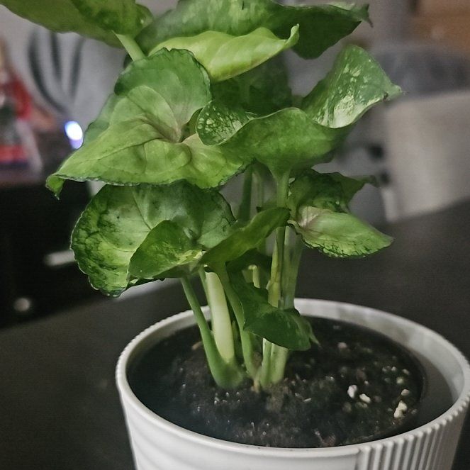 Photo of the plant species Pink Allusion Arrowhead Plant by @BoldMarjoram72 named Harry on Greg, the plant care app