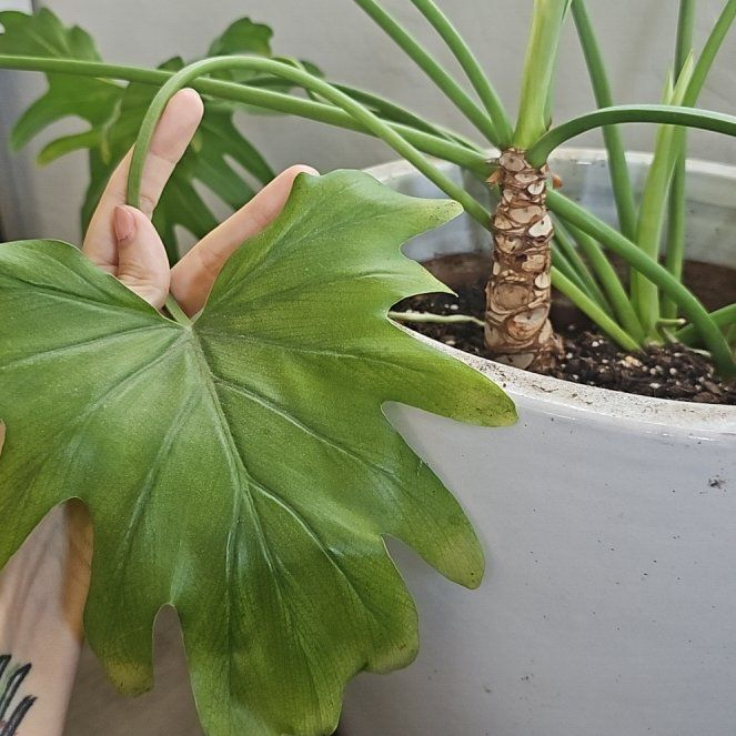 Photo of the plant species Little Holpe Philodendron by @BoldMarjoram72 named Seymour on Greg, the plant care app