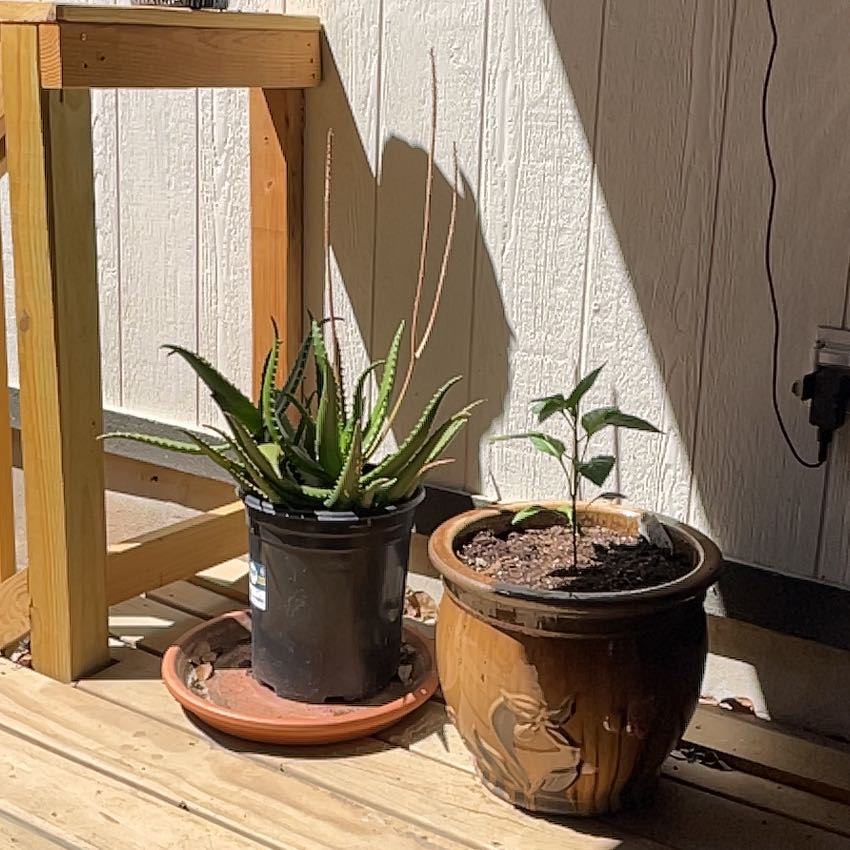 Photo of the plant species Starfish Aloe by @SparklyMoss75 named Leaf Erickson on Greg, the plant care app