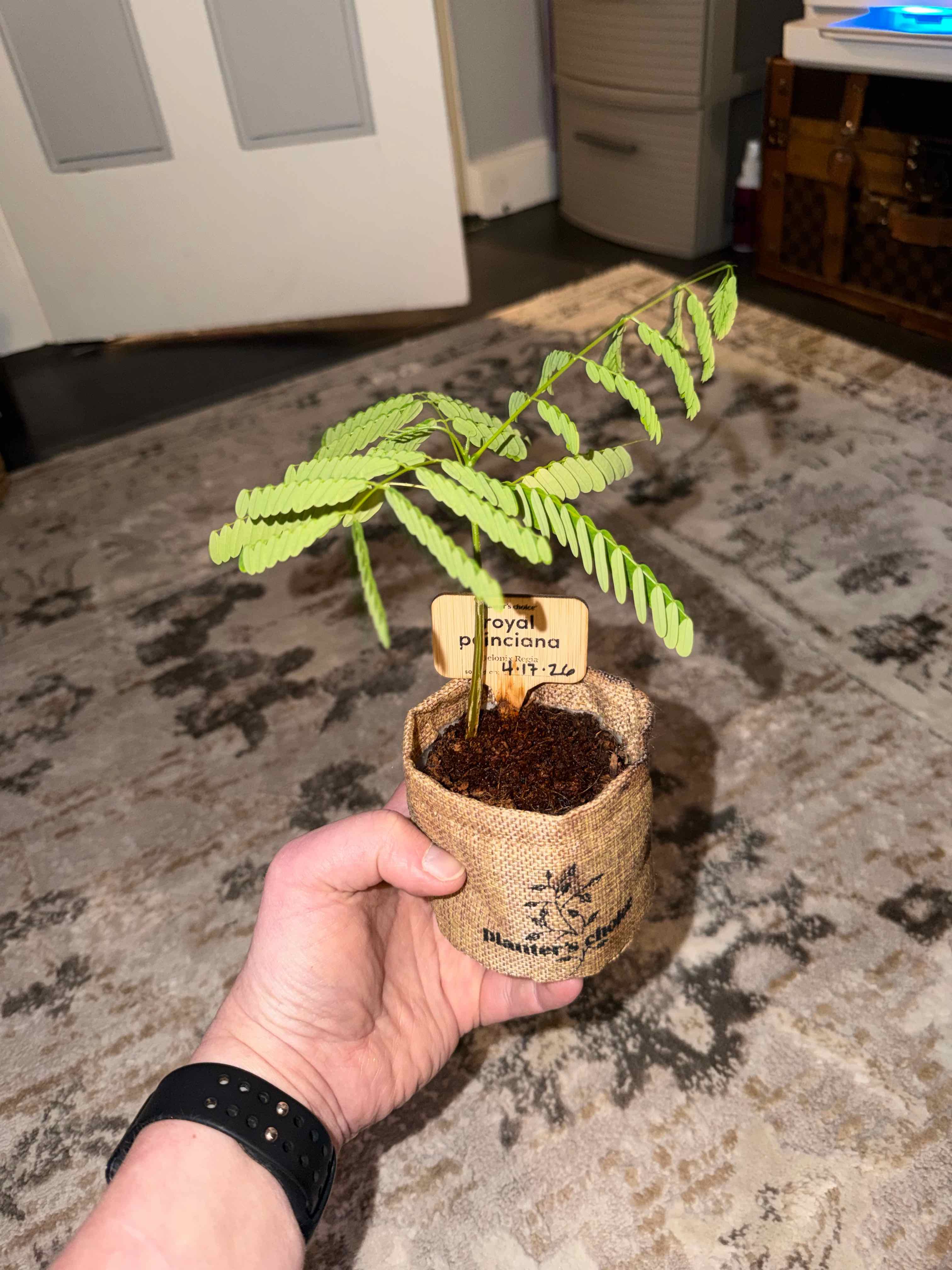 Photo of the plant species Royal Poinciana by @Tiffanypickles named Demi on Greg, the plant care app