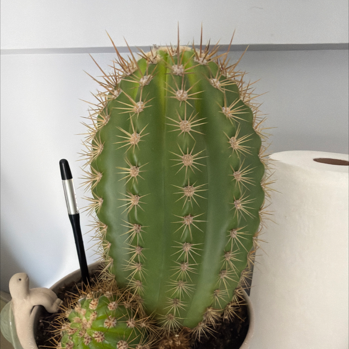 Photo of the plant species Trichocereus 'Sun Goddess' by @Tiffanypickles named Queen Bee on Greg, the plant care app