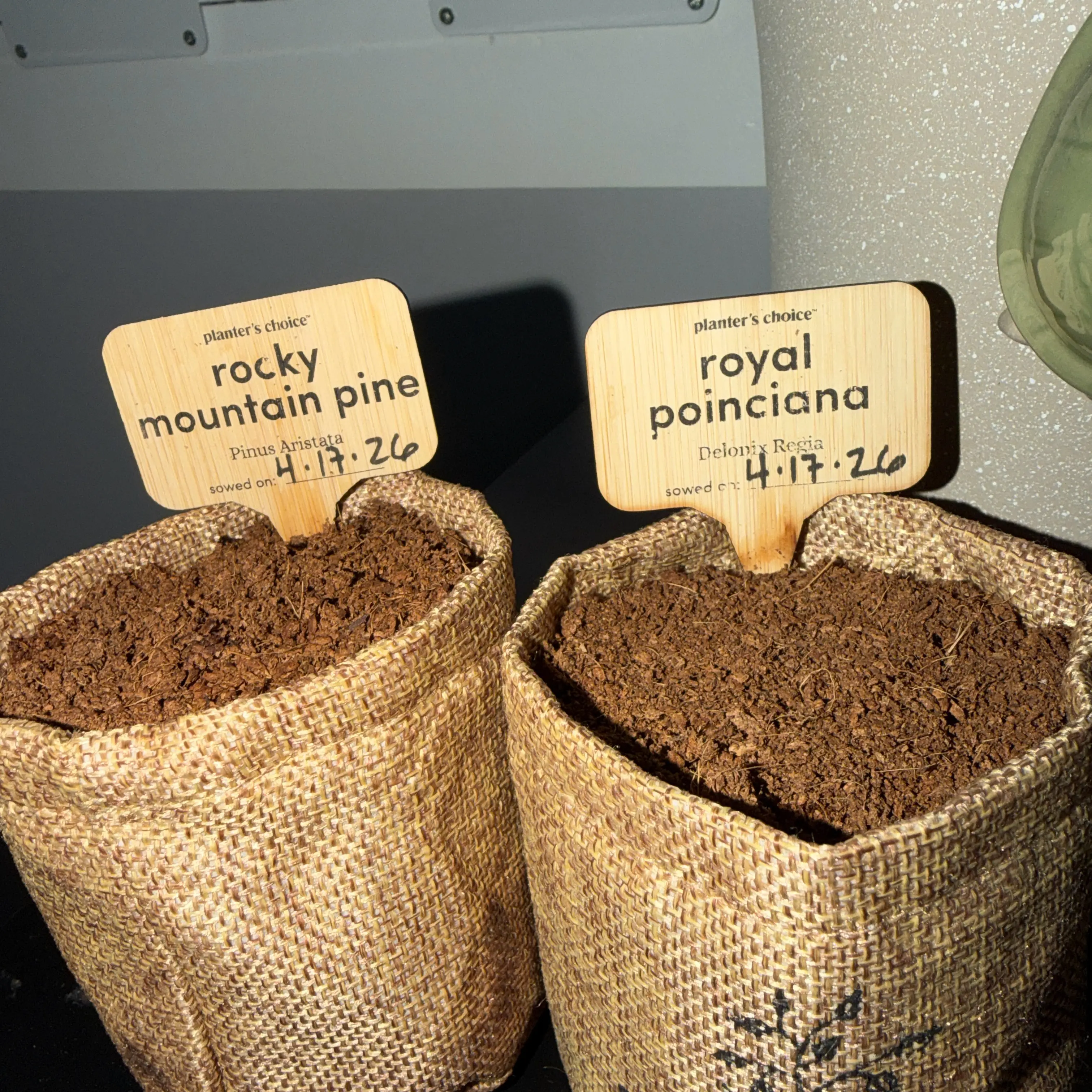 Photo of the plant species Royal Poinciana by @Tiffanypickles named Demi on Greg, the plant care app