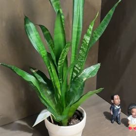 Photo of the plant species Silver Flame by @TopHenbane85 named Nemo on Greg, the plant care app