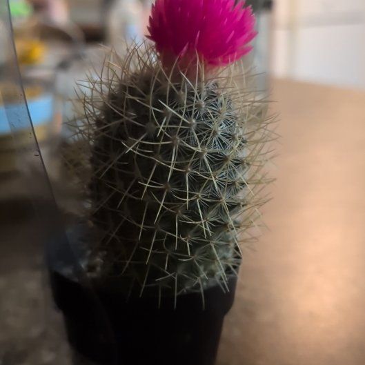 Photo of the plant species Mammillaria Polythele by @Tetonkane07 named Fernie Mercury on Greg, the plant care app