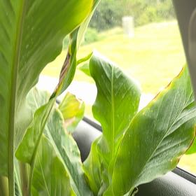 Photo of the plant species Red Ginger by @GnarlyLoquat63 named Einstein on Greg, the plant care app