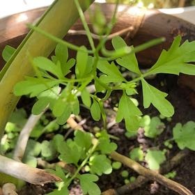Photo of the plant species Wavy Bittercress by @BestPawpaw31 named Rainier on Greg, the plant care app