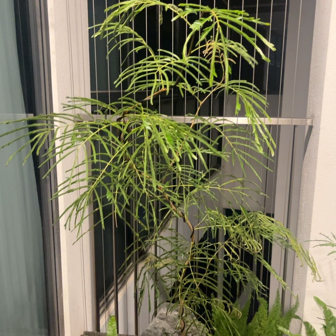 Photo of the plant species Japanese Everfresh Tree by @EarnestRedlog85 named da Vinci on Greg, the plant care app