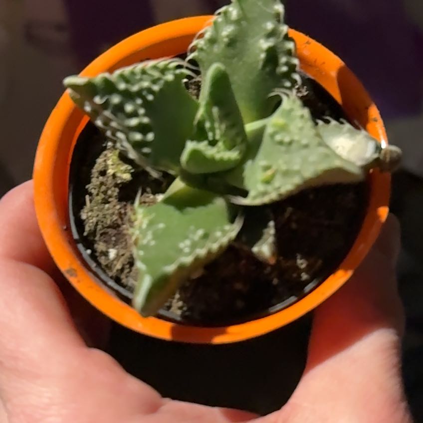 Photo of the plant species Pebbled Tiger Jaws by @ClearcutSeaoats named Ulysses S Plant on Greg, the plant care app