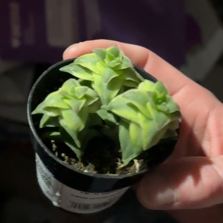 Photo of the plant species Variegated Crassula by @ClearcutSeaoats named Robert Plant on Greg, the plant care app