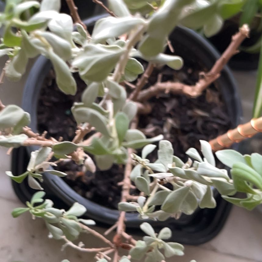 Photo of the plant species Purple Sage by @BlissfulMastic named Tupot amaroot on Greg, the plant care app