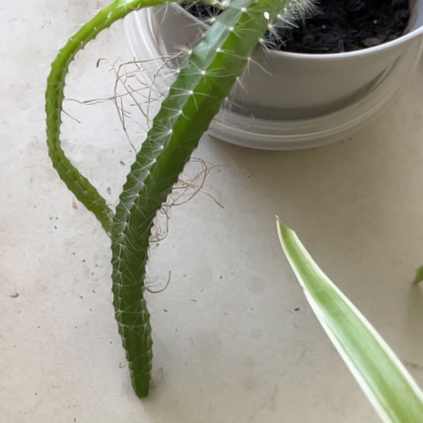 Photo of the plant species Nightblooming Cereus by @BlissfulMastic named Treeyoncé on Greg, the plant care app