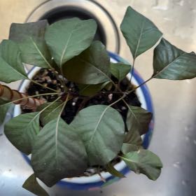 Photo of the plant species Smokebush by @BlissfulMastic named Sigmund on Greg, the plant care app
