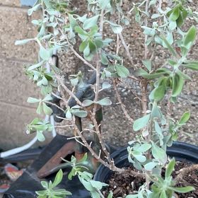 Photo of the plant species Wild Olive by @BlissfulMastic named Robert Plant on Greg, the plant care app