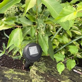 Photo of the plant species Malabar Plum by @BlissfulMastic named Sherlock on Greg, the plant care app
