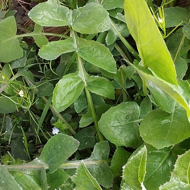 Photo of the plant species Slender Sowthistle by @ProDracopis13 named Foxxy on Greg, the plant care app