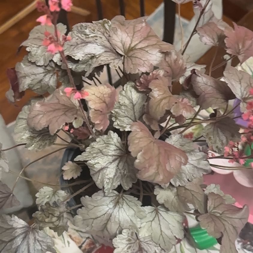 Photo of the plant species Dolce Silver Gumdrop Coral Bells by @LargeRuby48 named Sol on Greg, the plant care app