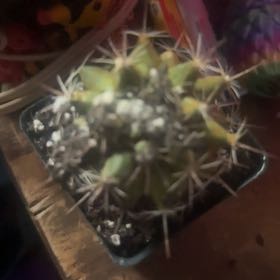 Photo of the plant species Escobaria Missouriensis by @LargeRuby48 named Scarlett on Greg, the plant care app