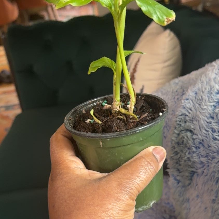 Photo of the plant species Red Ginger by @TastyMostii14 named LiloStitch on Greg, the plant care app