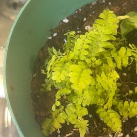 Photo of the plant species Chinese Brake by @TastyMostii14 named Captain Plant-it on Greg, the plant care app