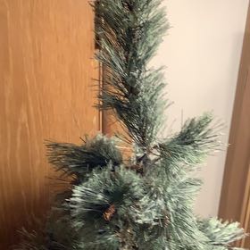 Photo of the plant species Swiss Pine by @FunCorncob13 named Plato on Greg, the plant care app