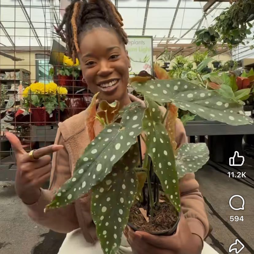 Photo of the plant species Philodendron 'Green Emerald' by @ProBlueoak23 named Scarlett on Greg, the plant care app