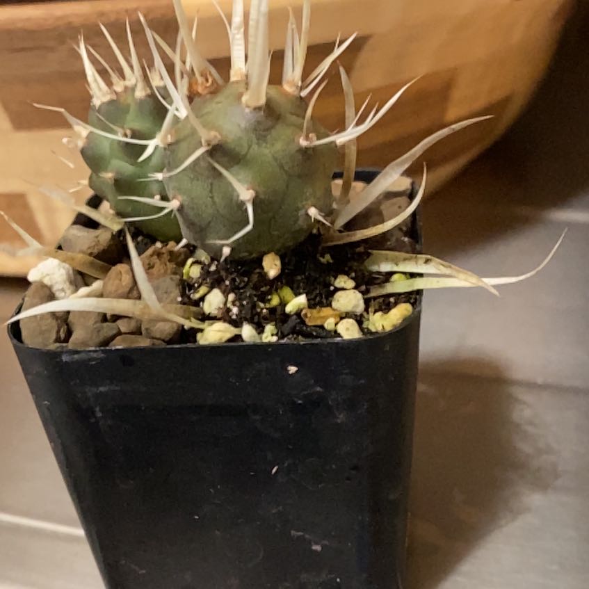 Photo of the plant species Paper Spine Cactus by @ProBlueoak23 named Denali on Greg, the plant care app