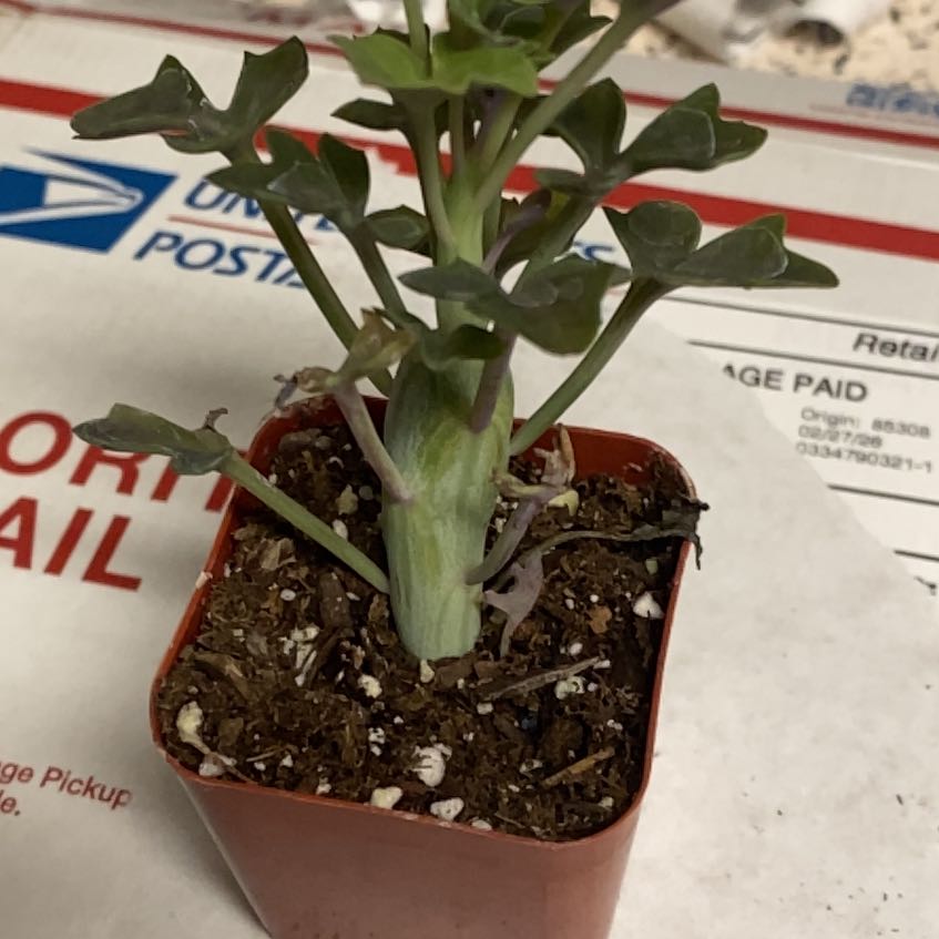 Photo of the plant species Candle Plant by @ProBlueoak23 named Aria on Greg, the plant care app