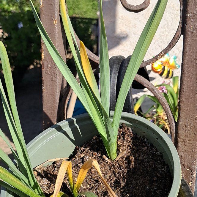 Photo of the plant species Common Freesia by @HardyAllspice26 named Tree Diddy on Greg, the plant care app