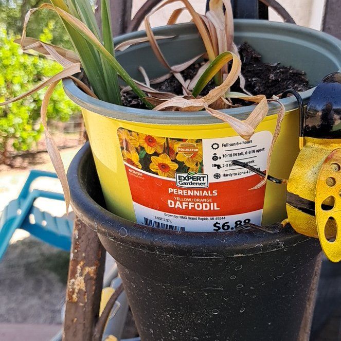 Photo of the plant species Daffodil by @HardyAllspice26 named Morgan Treeman on Greg, the plant care app