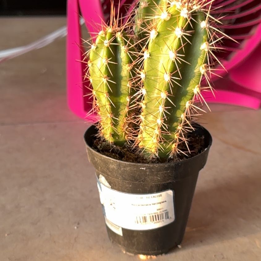 Photo of the plant species Assorted Neocardenasia by @DynamiteQuince named Morgan Treeman on Greg, the plant care app