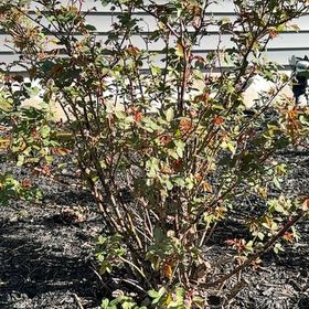 Photo of the plant species Knock Out Roses by @MoneyedLimabean named Walt on Greg, the plant care app