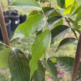 Photo of the plant species Ice Cream Bean by @FancySeastock64 named Marilyn on Greg, the plant care app