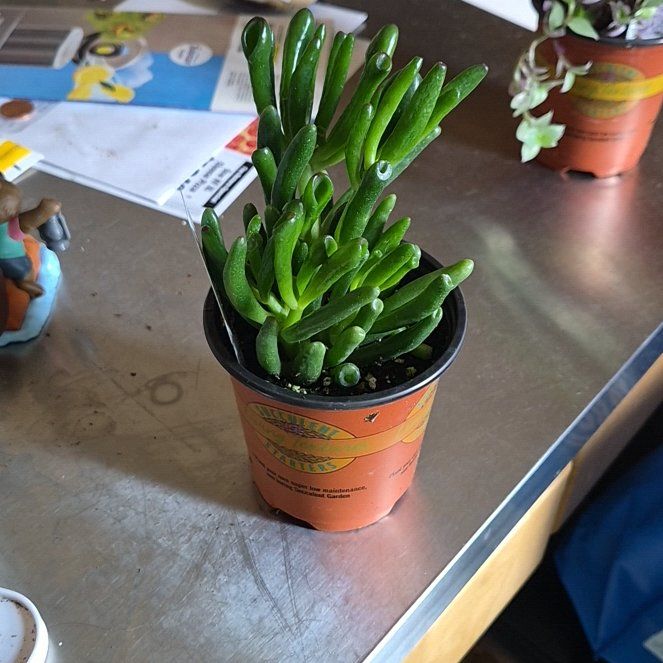 Photo of the plant species Hobbit Jade by @KnowableFern48 named Naomi on Greg, the plant care app