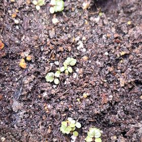 Photo of the plant species Alpine Strawberry 'Alexandra' by @ExactDewberry24 named Huckleberry Fern on Greg, the plant care app