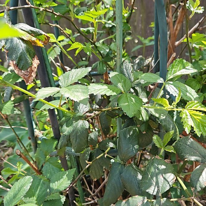 Photo of the plant species Blackberry by @ShowyCarrot37 named Kendall on Greg, the plant care app