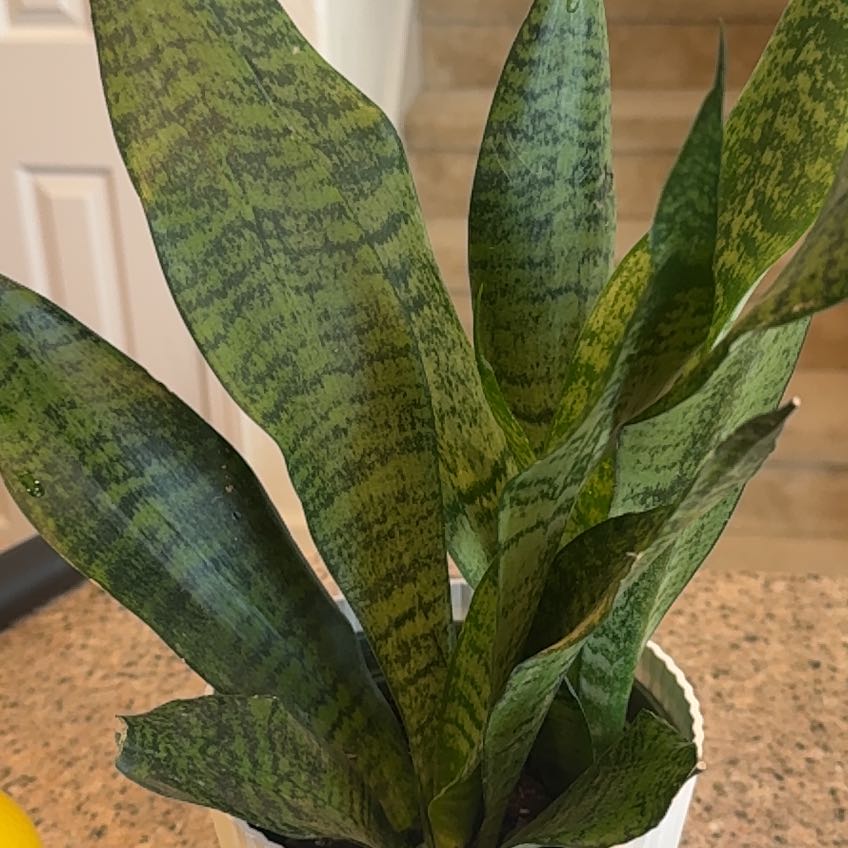 Photo of the plant species Sansevieria Robusta by @QuirkyQuince14 named Orlando Bloom on Greg, the plant care app
