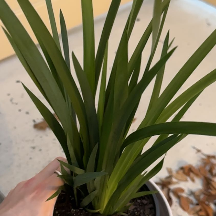 Photo of the plant species Iris by @AthleticMahoe35 named Sanders on Greg, the plant care app