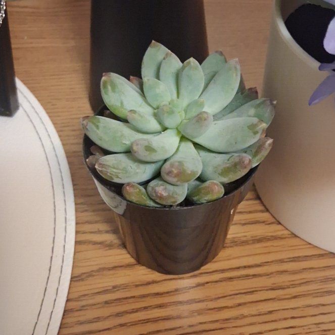 Photo of the plant species Pachyphytum 'Starburst' by @BigwigGardenia8 named Oboro on Greg, the plant care app