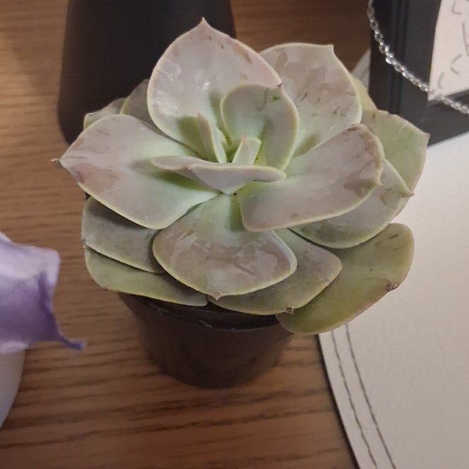 Photo of the plant species Echeveria 'Xanthe Rose' by @BigwigGardenia8 named Kurogiri on Greg, the plant care app