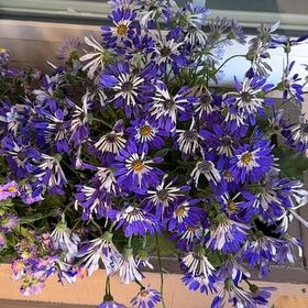 Photo of the plant species New England Aster by @RobustPokaka73 named Hamilton on Greg, the plant care app