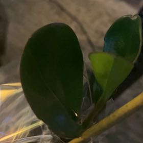 Photo of the plant species Gullfeed by @ShowyViszsla37 named Lebron on Greg, the plant care app