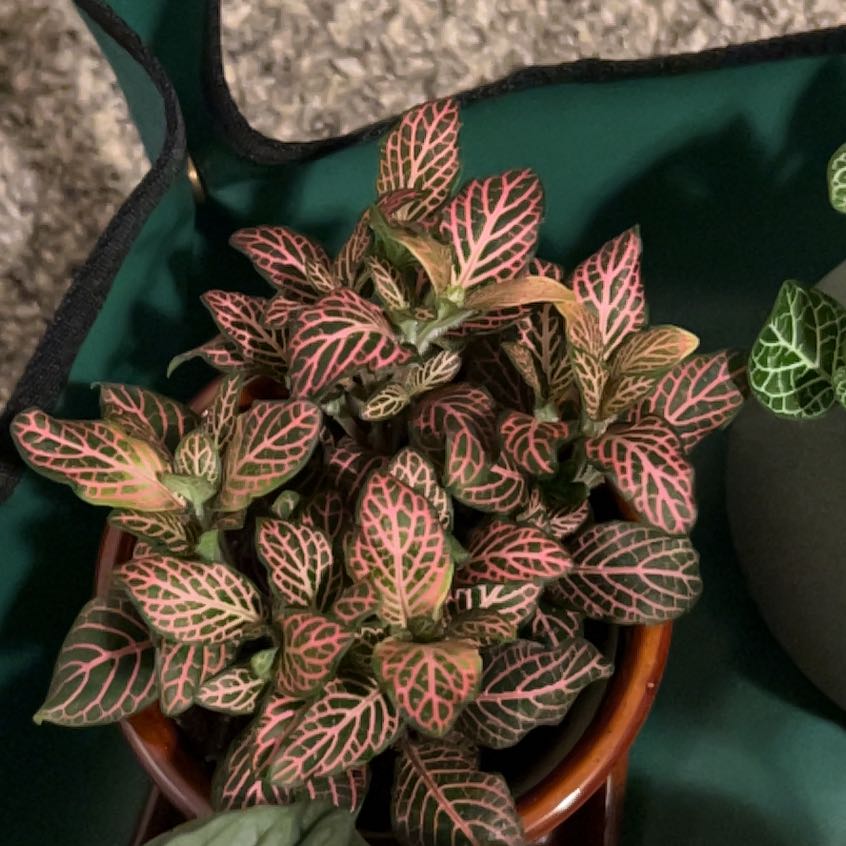 Photo of the plant species Pink Angel by @StrongRedpine6 named Marli on Greg, the plant care app