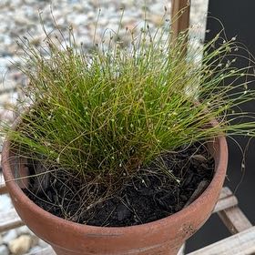 Photo of the plant species Slender Club-Rush by @NeatColeus24 named ChloroPhil on Greg, the plant care app