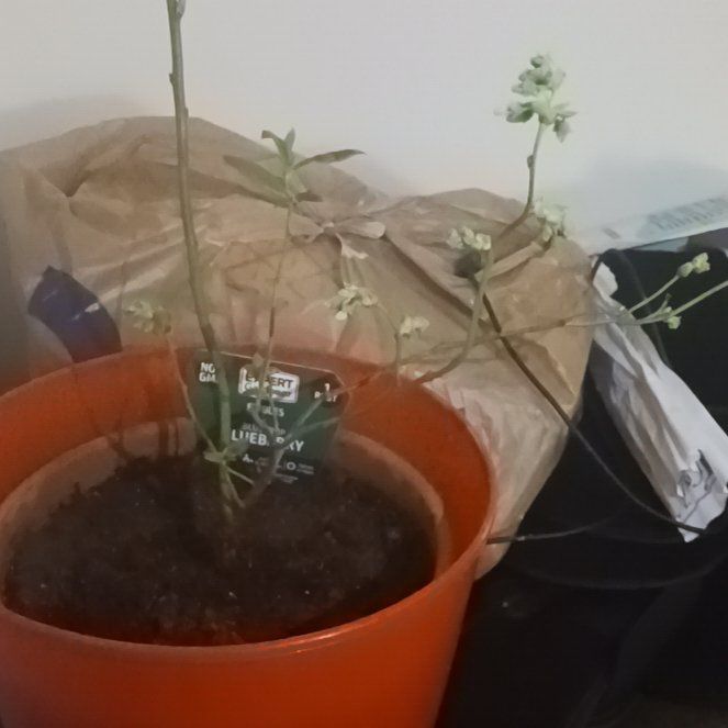 Photo of the plant species Bluecrop Blueberry by @VibrantViolet34 named Zariah on Greg, the plant care app