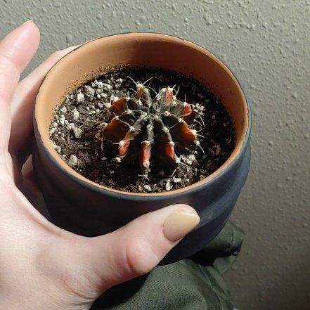 Photo of the plant species Moon Cactus by @CivilWaxvine16 named Henry on Greg, the plant care app